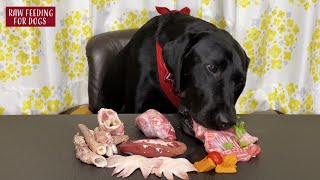 【ASMR】 Dogs eating Raw Meats [upl. by Kenon387]