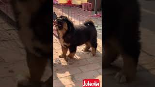 Tibetan mastiff puppies [upl. by Volnay]