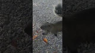 naglalaro ang squirrel [upl. by Rydder]