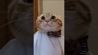 Cats In Halloween Costumes Compilation 😸🎃 cute cat pets animals halloween [upl. by Norrag13]