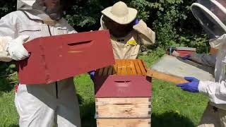 How to Use a Fume Board to Get Bees Out of Honey Supers [upl. by Akkinahs]