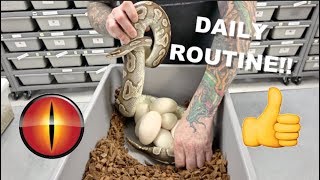 Daily Routine At Mutation Creation  Breeding Ball Pythons [upl. by Lienad]