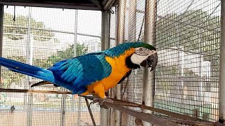 Macaw Parrot [upl. by Haldane73]