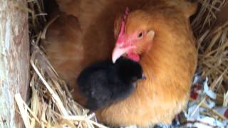 Broody Hen and Chicks 1 [upl. by Deb]