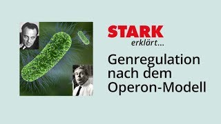 Genregulation nach dem OperonModell  STARK erklärt [upl. by Fernande]