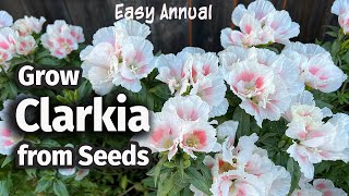 How to Grow Clarkia or Godetia from seed 🌸  An Easy Annual Flower [upl. by Weigle]