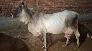 top Haryana cow 🌹 for sale 🌹 Rajput dairy farm Haryana Bhiwani Sandeep ♥️ 8198986050 [upl. by Jenni]