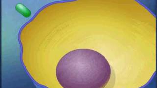 endocytosis animationavi [upl. by Cash]