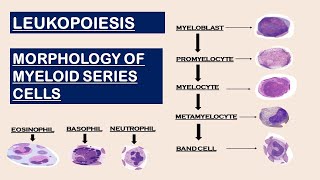 Leukopoiesis  Morphology of Myeloid Series cells [upl. by Kristal]