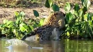 Jaguar vs Capybara  Brazil 🐯🎥 [upl. by Nilorac]