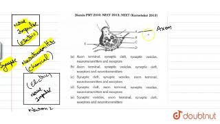 In the following diagram showing axon terminal and synapse A B C D and E respectively represents [upl. by Lyndy]