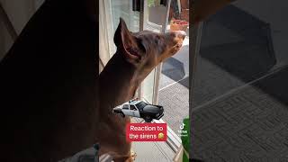 Doberman howls at sirens Why do dogs howl 🤣 sirens make my dobie howl So funny [upl. by Osbourne]