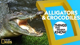 Cool Facts About Alligators and Crocodiles  Things You Wanna Know [upl. by Gnep]