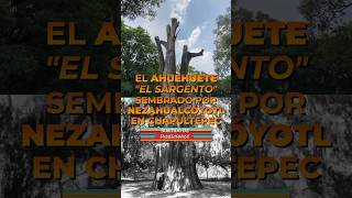 El AHUEHUETE sembrado por Nezahualcóyotl que está en el olvido y sin vida en CHAPULTEPEC [upl. by Waki640]