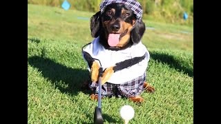 Golfing Dogs Crusoe amp Oakley Alternate Edit [upl. by Nepsa]