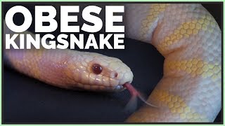 Meet the Obese Kingsnake How Will We Help it Lose Weight [upl. by Giustino757]