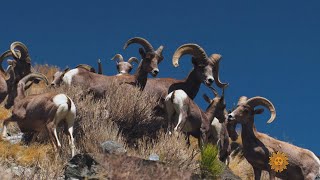 Nature Bighorn sheep [upl. by Ynogoham]