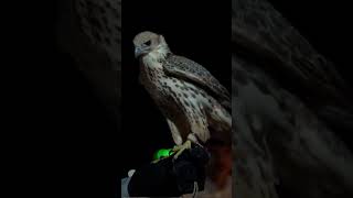 Stunnig Saker falcon desertwings birds falconry wildlife [upl. by Sheridan979]