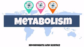 introduction to metabolism  Biology basics [upl. by Tsui]