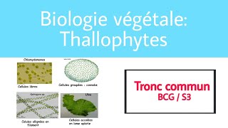 Introduction thallophytes [upl. by Ravel939]