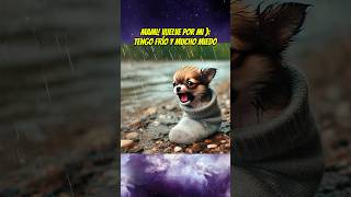 El perrito que dejaron en un calcetín 🧦😔💔 chihuahua babyanimal mascotas perros [upl. by Fancy180]