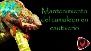 ¿Cómo cuidar un camaleón cuidados de las especies más comunes [upl. by Nevile]