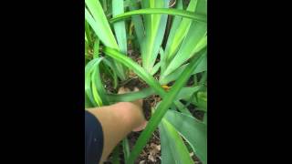 How to transplant an Iris from a pot [upl. by Anomahs572]