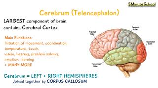 Cerebrum Telencephalon [upl. by Corel932]