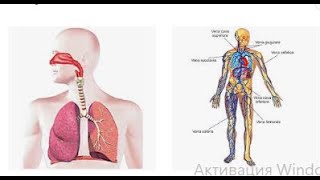 APPARATO RESPIRATORIO e APPARATO CARDIOCIRCOLATORIO PRIMO SOCCORSO CORSO OSS Futuri OSS [upl. by Irah]