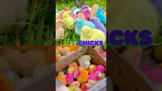 Colourful hen babies babybird cute babychicken pets [upl. by Avonasac]