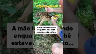 Filhote está apuros e mamãe vem pedir ajuda Natureza é perfeita 😍animais natureza veado [upl. by Naejeillib]