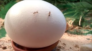 Pheidole Noda react to an egg [upl. by Suqram]