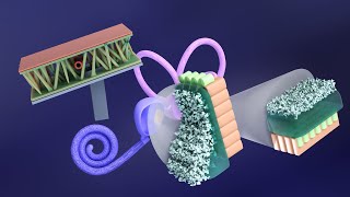 3D Embryology of Ear Part 2 Internal Ear Histogenesis of Utricle and Saccule  Perilymphatic Duct [upl. by Nilloc]