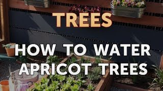 How to Water Apricot Trees [upl. by Semyaj]