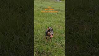 Zaba Boiadeira Australiana Kennel canil ACD Calcanhar de Boi CacoalRO [upl. by Nnaynaffit81]