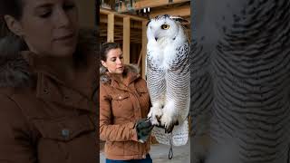 Fabulous king owl and its white feathers shorts owl [upl. by Ecirehc787]