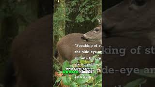 Discover the Secret Lives of Eastern Hellbenders and Whitetail Deer [upl. by Anilegnave]