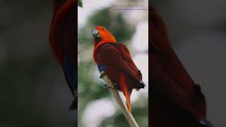 5 Fascinating Facts About Parrots That Will Blow Your Mind 🦜✨ shortvideo shorts facts [upl. by Nauqas]