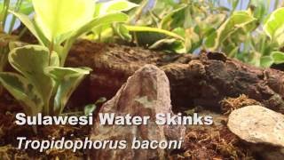 Sulawesi Water Skink Care  Tropodiphorus baconi HD [upl. by Benoit]