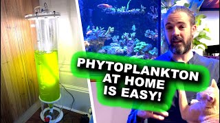 Phytoplankton at Home Is EASY [upl. by Haswell]