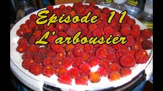 Plantes EP11  LArbousier [upl. by Hsekar563]