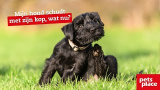 Mijn hond schudt met zijn kop wat nu [upl. by Cigam]