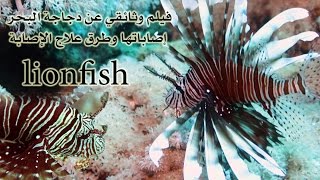 lionfish  سمكة دجاجة البحر  البحر الأحمر  Red Sea [upl. by Boggers]