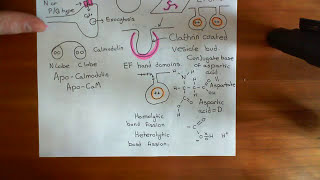 Clathrin Mediated Endocytosis and The Endocytic Pathway Part 5 [upl. by Naashom134]