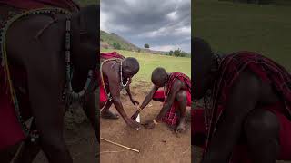 Masai Mara tribe teach how to make fire masaimara maasaimara maasaitribe [upl. by Millburn]