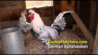 Silver Spangled German Spitzhauben Chicken Breed Breeder Flock  Cackle Hatchery [upl. by Anikahs]