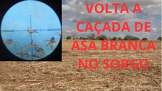 VOLTA A CAÇADA DE ASA BRANCA NO SORGO [upl. by Nibbor]