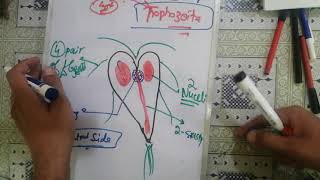 giardialamblia 🛑 2 giardia lamblia life cycle giardia lamblia parasitology [upl. by Ettennaj]