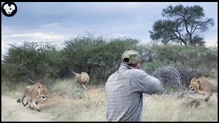 Amazing Video  How Do South African Hunters Deal With Thousands Of Lions With Rifles [upl. by Christopher]