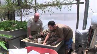 Wicking Beds in Practical Aquaponics [upl. by Eirased]